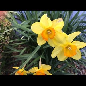 Meet your Posher, Rory